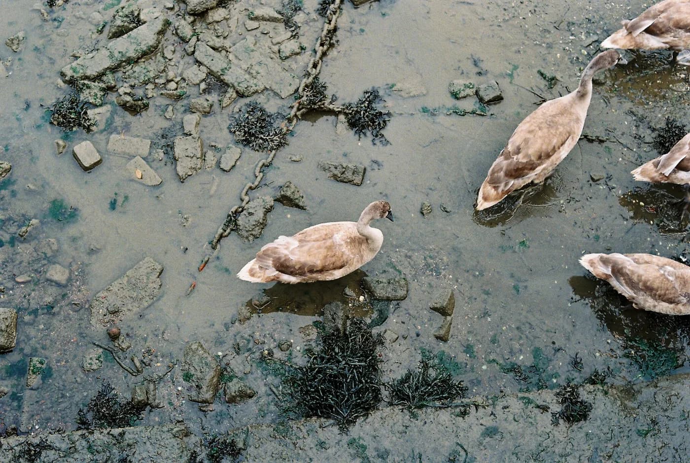 Geese beside shallow water and a stony bank