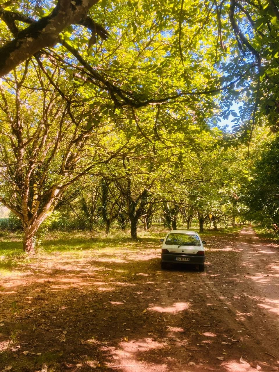 Small white car parked beneath sunlit trees on a dirt track